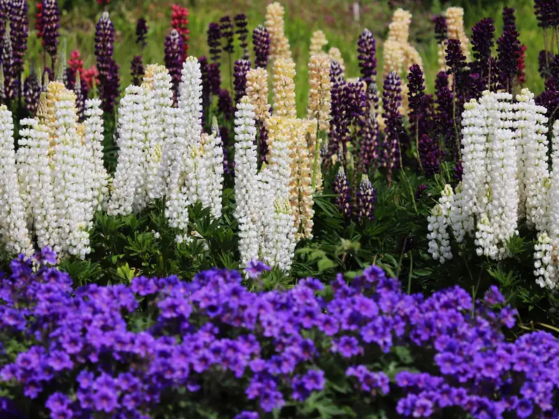 Lupinos de colores y geranios en flor